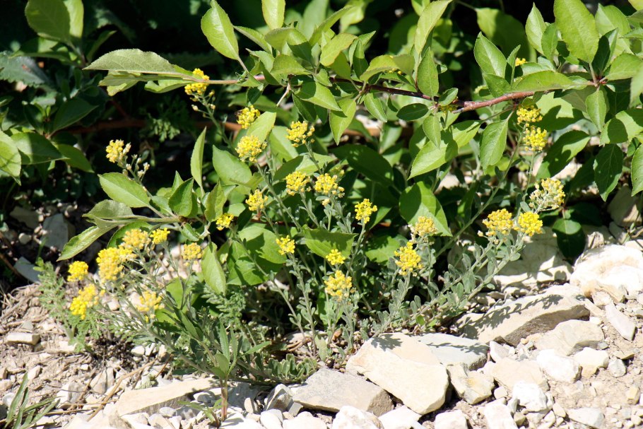Бурачок Степной