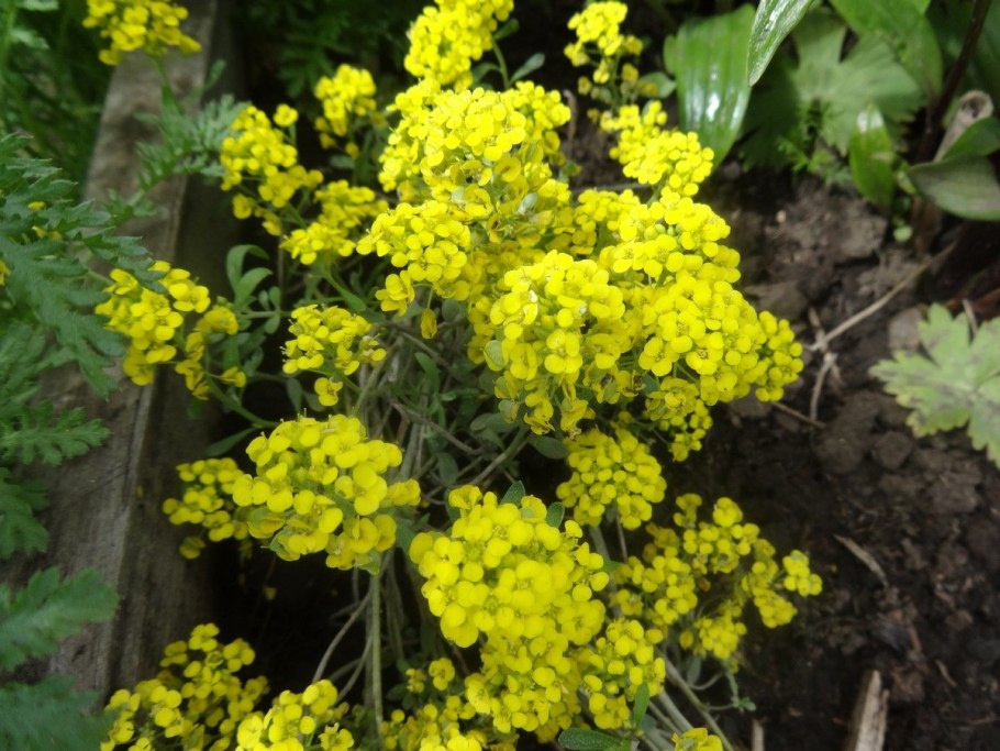 Бурачок ползучий