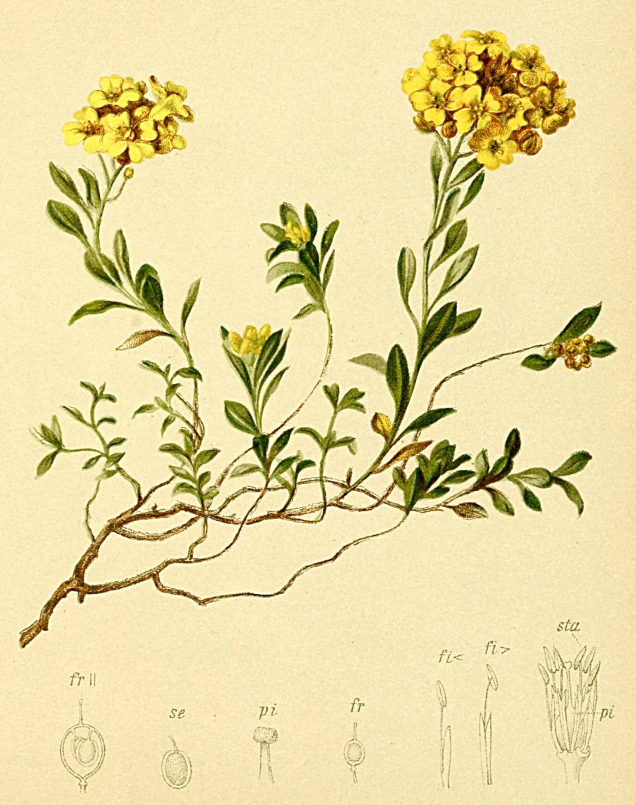 Бурачок пустынный Alyssum desertorum