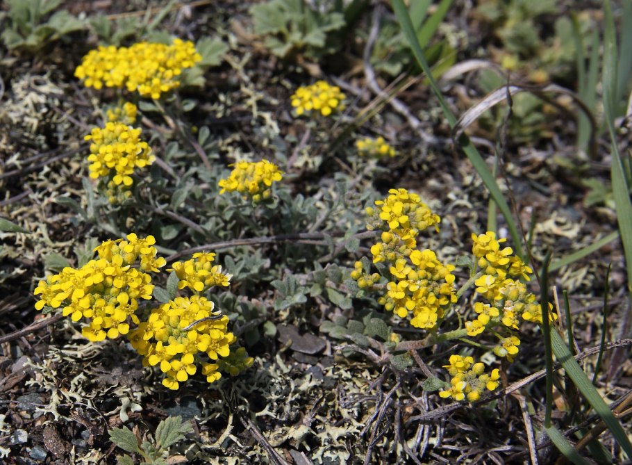 Бурачок Ленский Alyssum Lenense