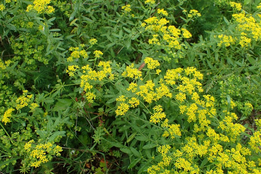 Алиссум Бурачок скальный