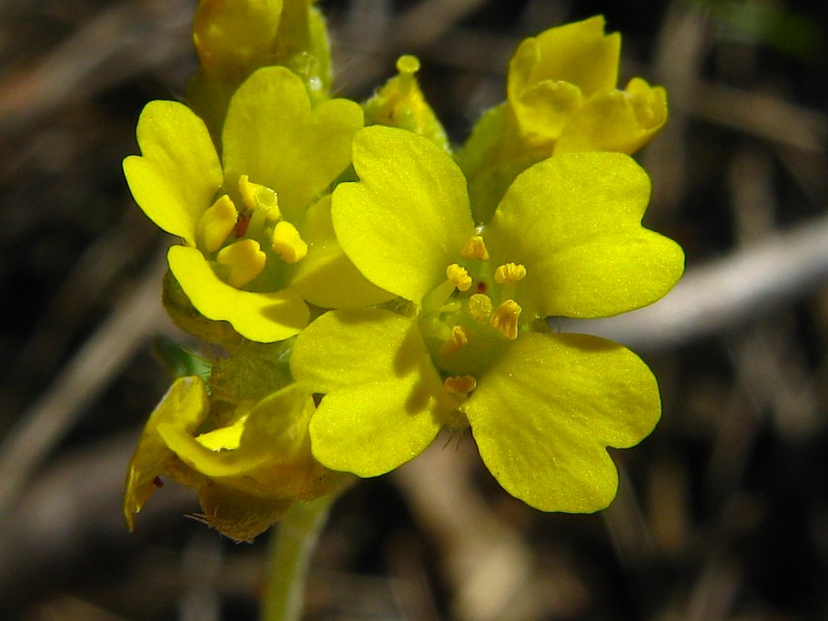 Алиссум Гмелина