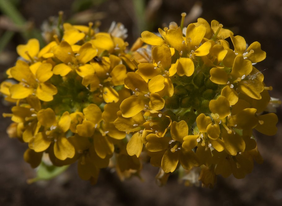 Бурачок ДВУСЕМЯННЫЙ