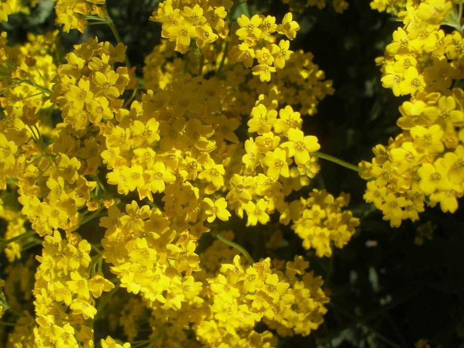 Алиссум Бурачок