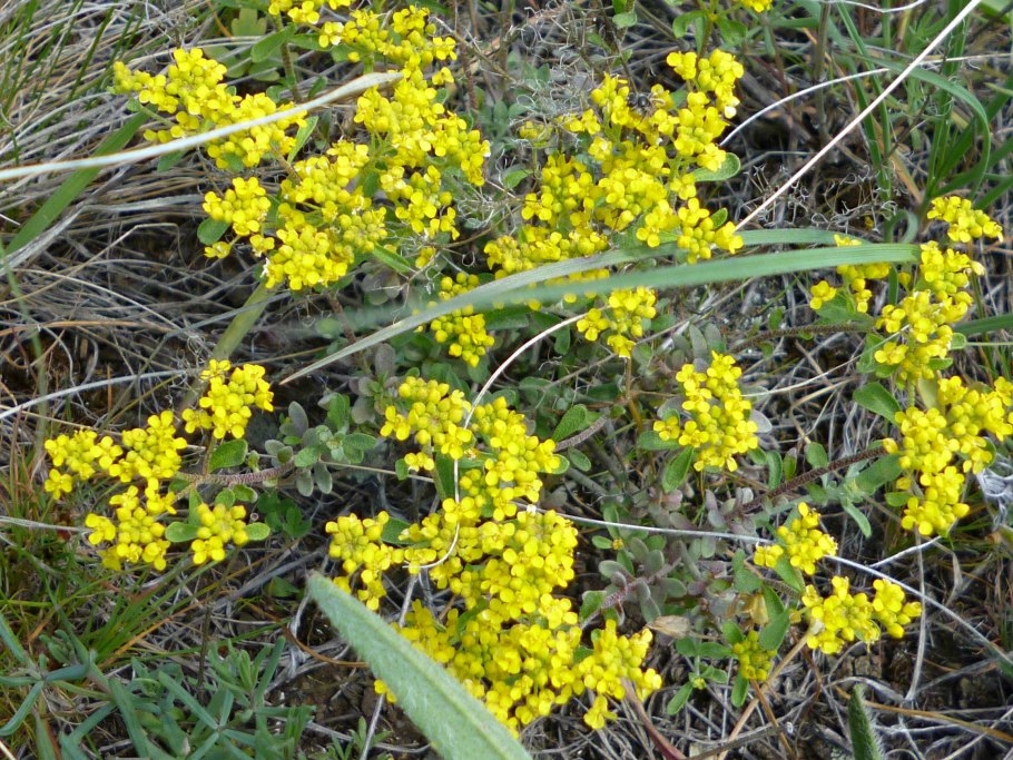 Бурачок горный (Alyssum montanum)