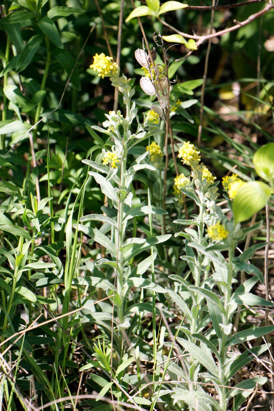 Бурачок Вульфена