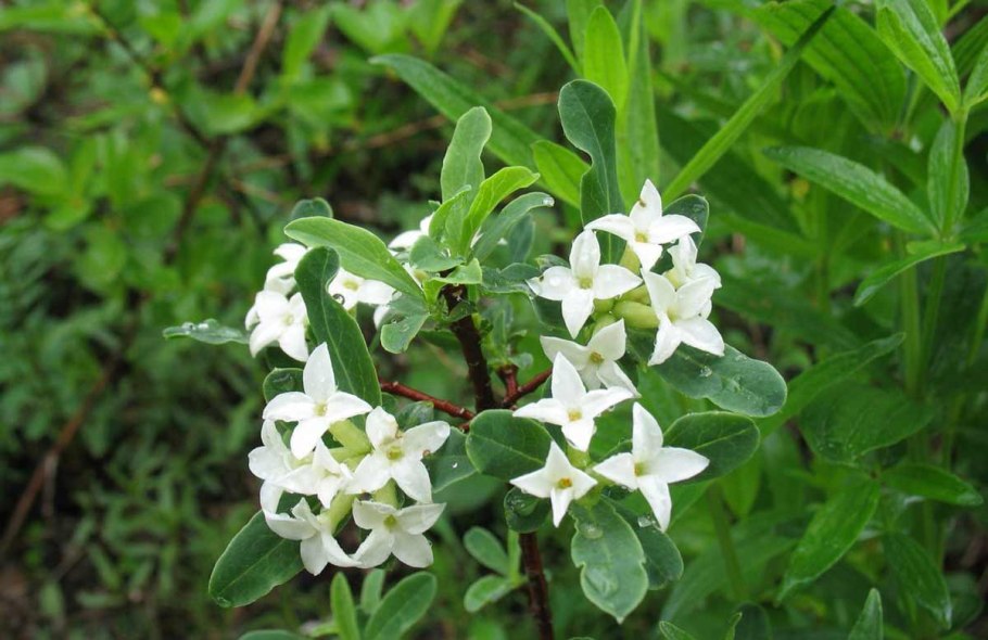 Волчеягодник Софии