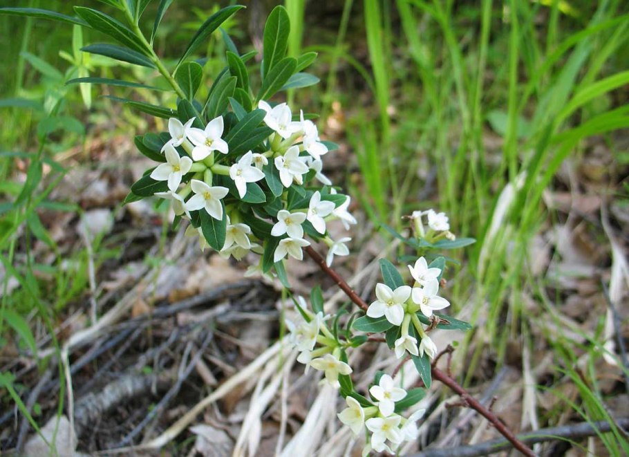 Волчник Алтайский Daphne altaica Pall.