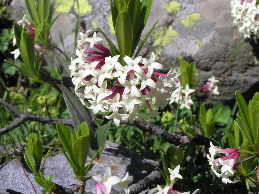 Волчник скученный