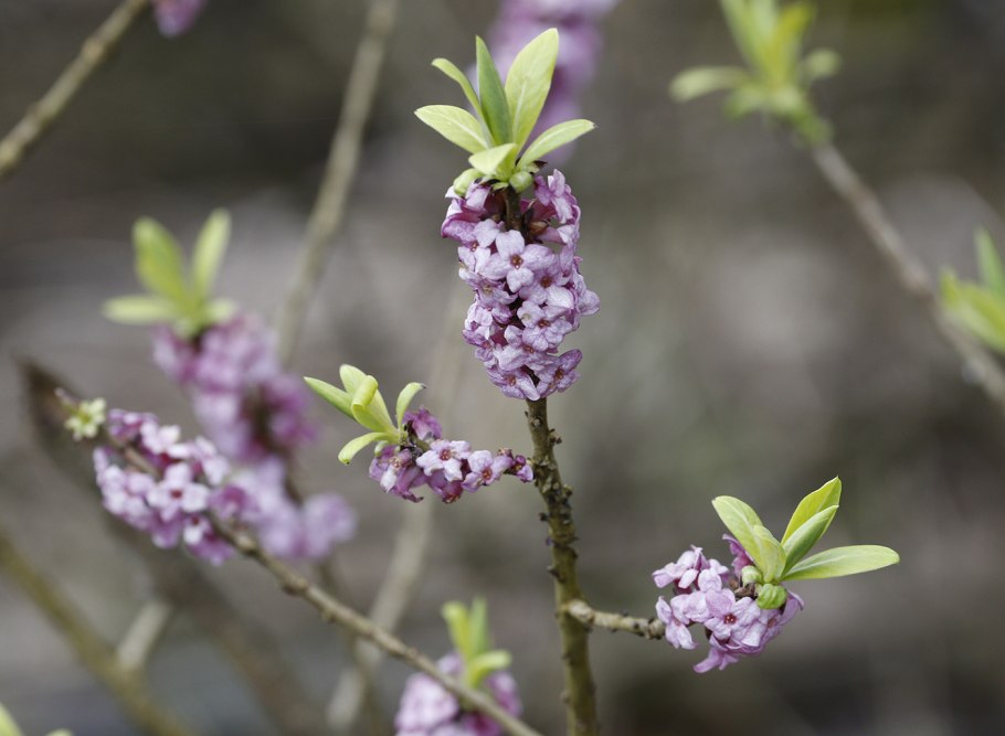 Волчеягодник книдийский