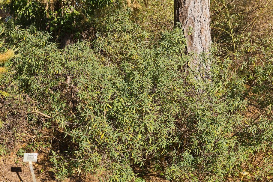 Волчеягодник книдийский