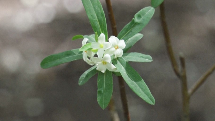 Волчеягодник Софии