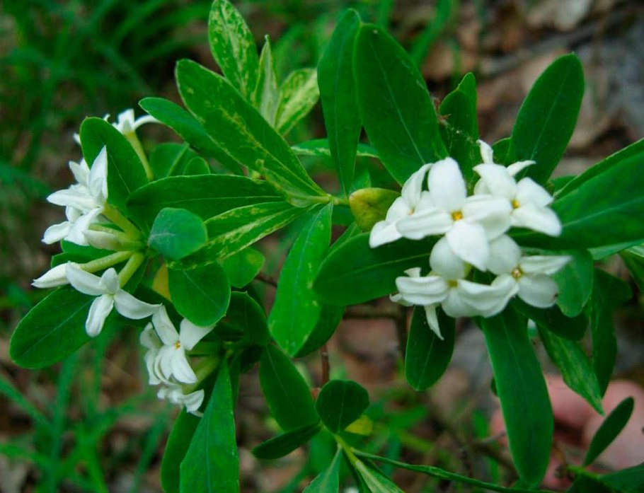 Волчеягодник лавролистный