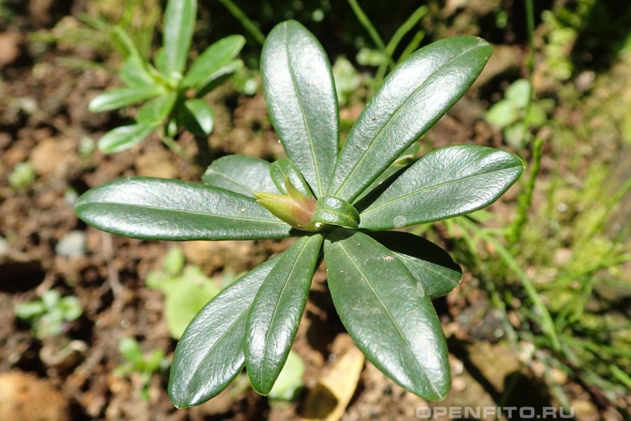 Волчеягодник Черкесский