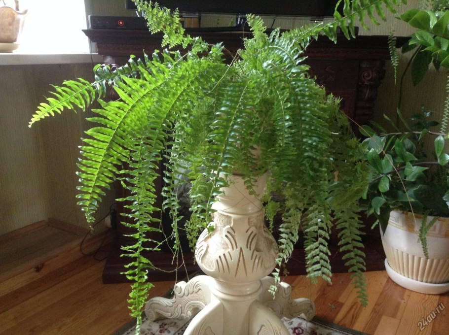 Папоротник комнатный Дриоптерис
