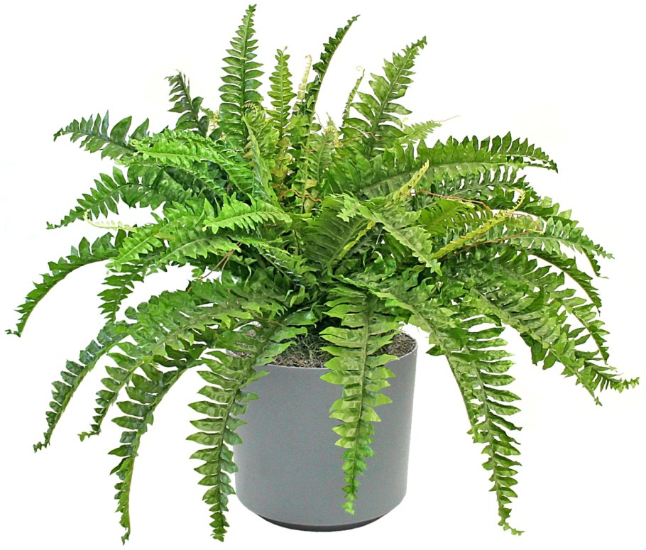 Папоротник нефролепис