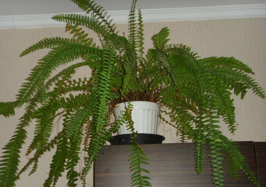 Папоротник Бостон (нефролепис)