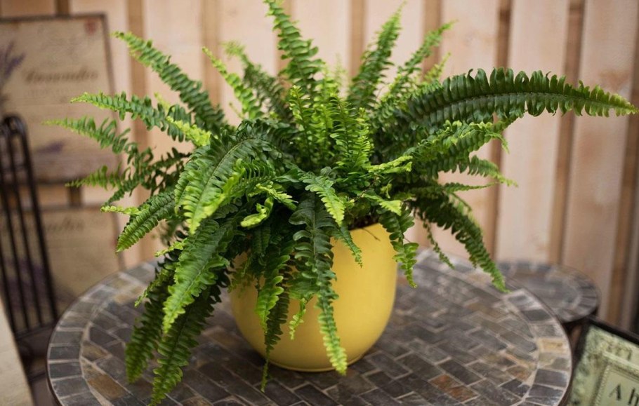 Папоротник нефролепис