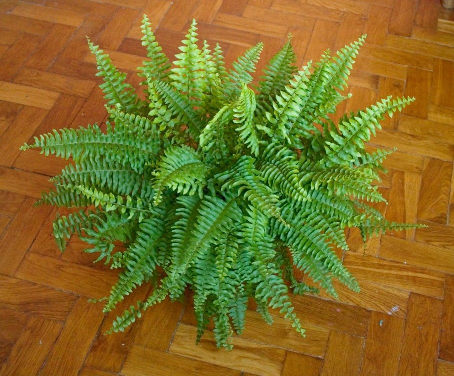 Адиантум, нефролепис,