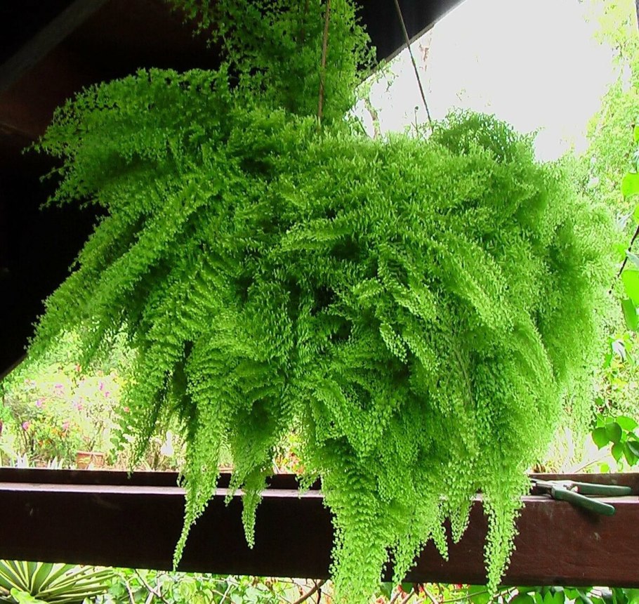 Нефролепис Бостон