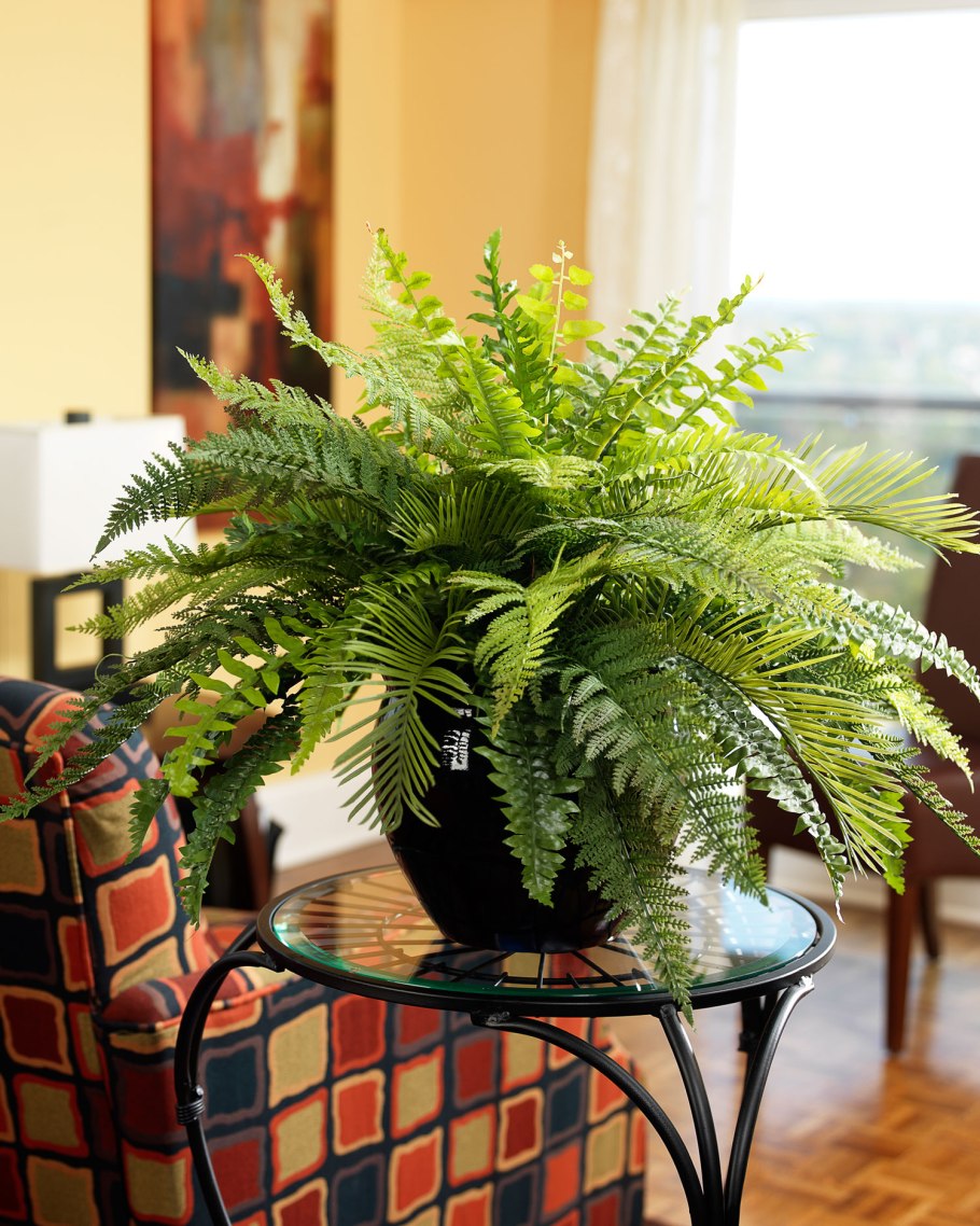 Нефролепис домашний папоротник