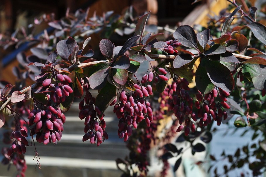 Барбарис продолговатый Berberis oblonga