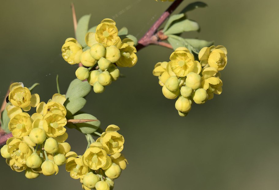 Веточка с плодами