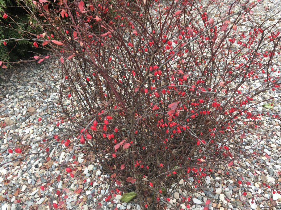 Berberis concinna Hook