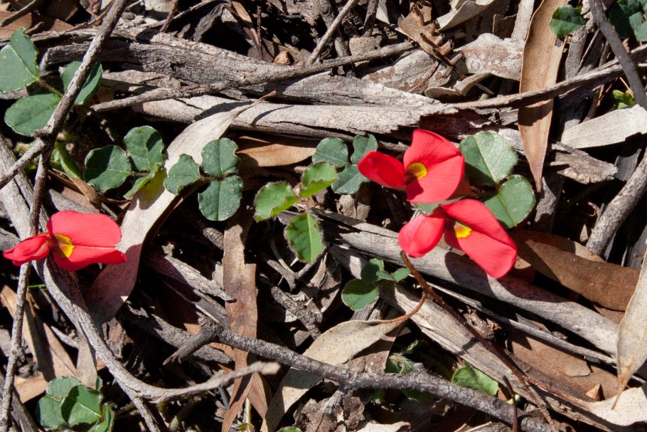 Кеннедия крупнолистная
