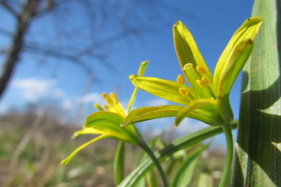 Гусиный лук луковиценосный