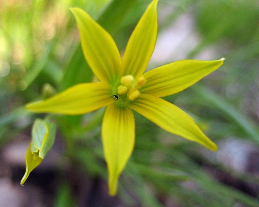 Гусиный лук жёлтый (Gagea lutea)