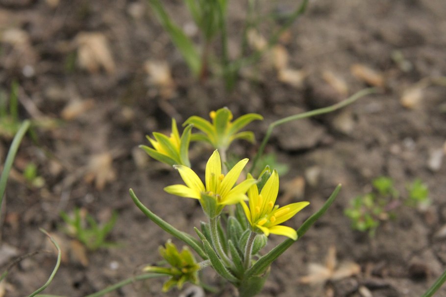 Лук желтеющий