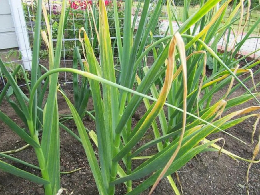 Гусиный лук (Gagea lutea)