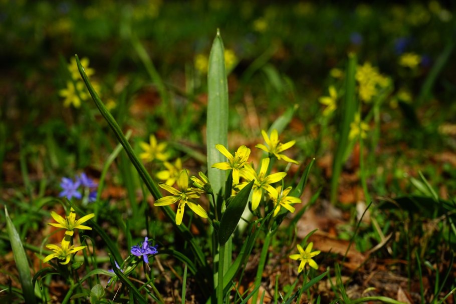Гусиный лук жёлтый (Gagea lutea)