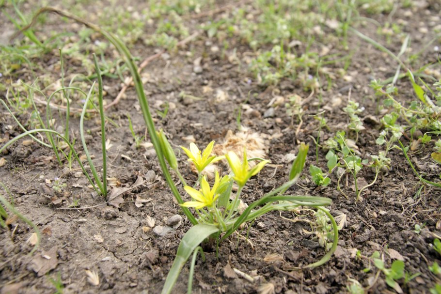 Гусиный лук жёлтый