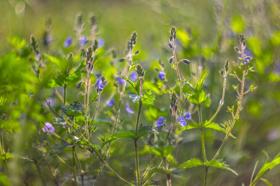 Вероника простёртая Aztec Gold