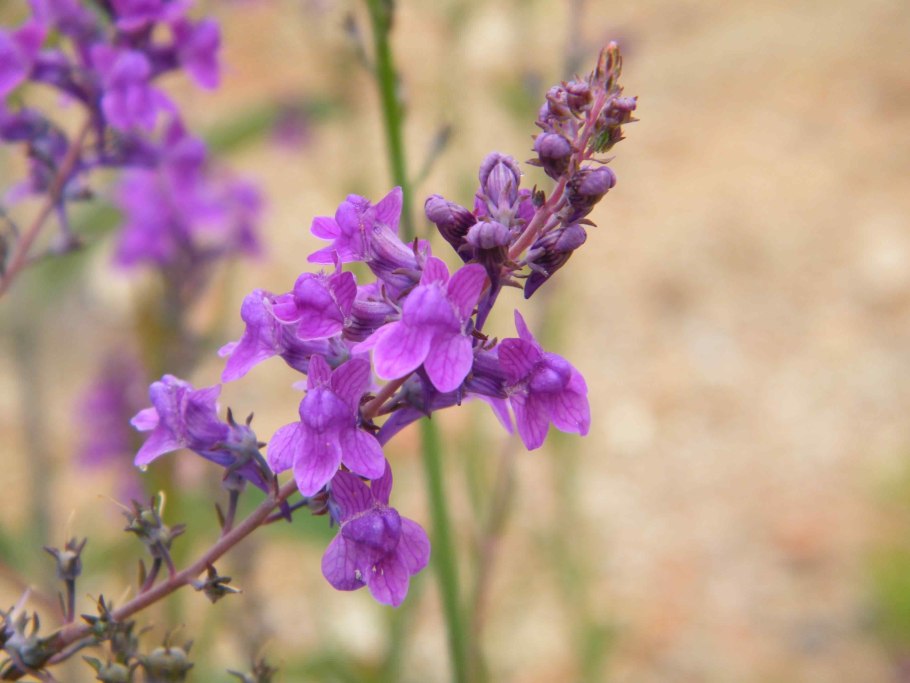 Воробейник пурпурно синий