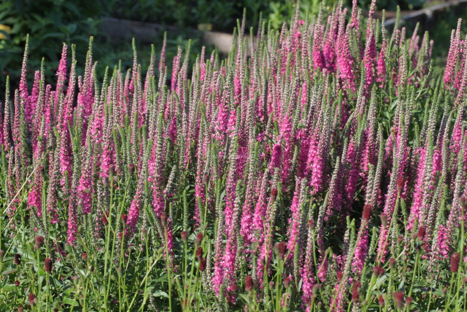 Вероника колосистая Alba