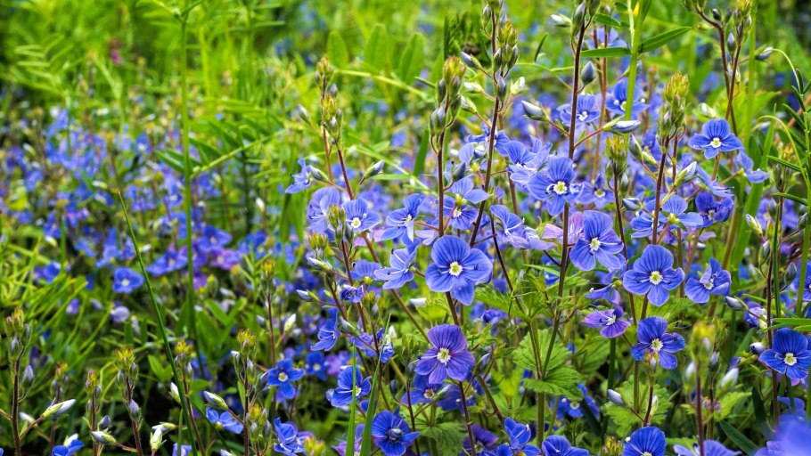 Вероника кустарничковая (кустящаяся)