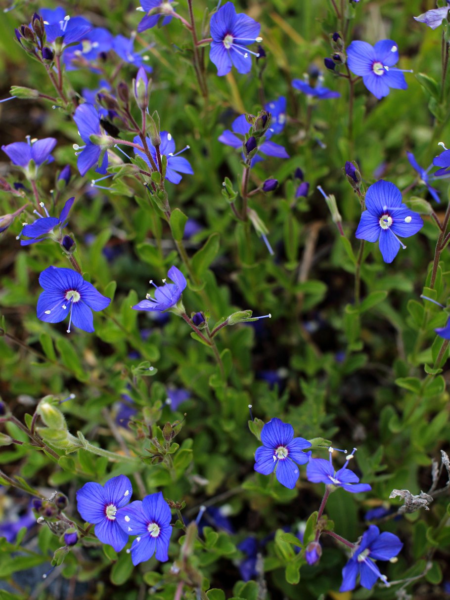 Veronica fruticans