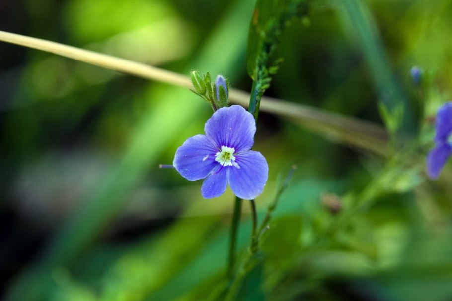 Вероника кустарничковая фото