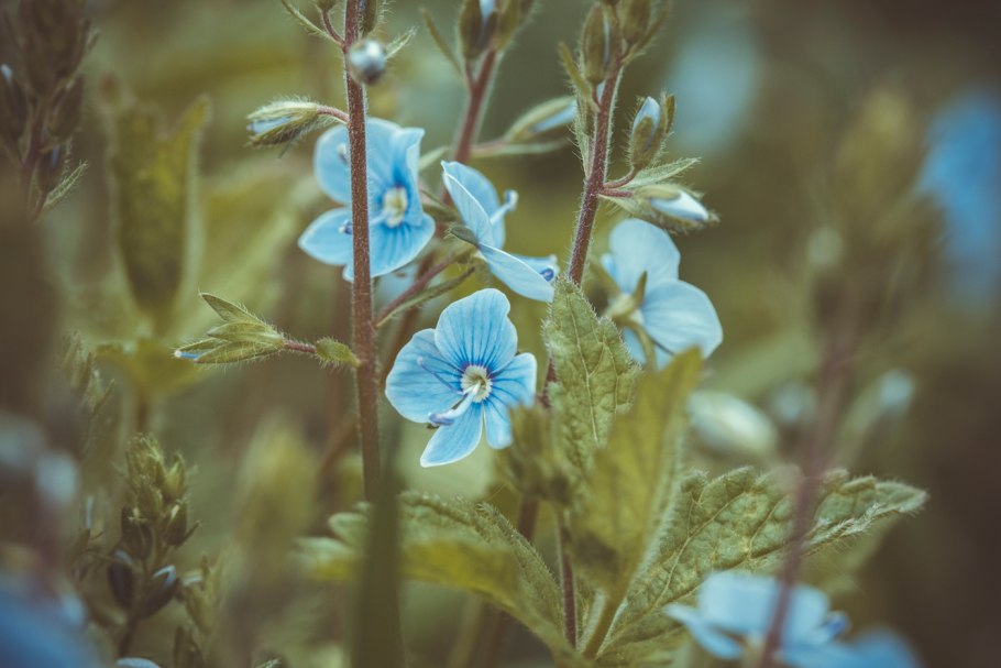 Вероника кустарничковая Мурманская область