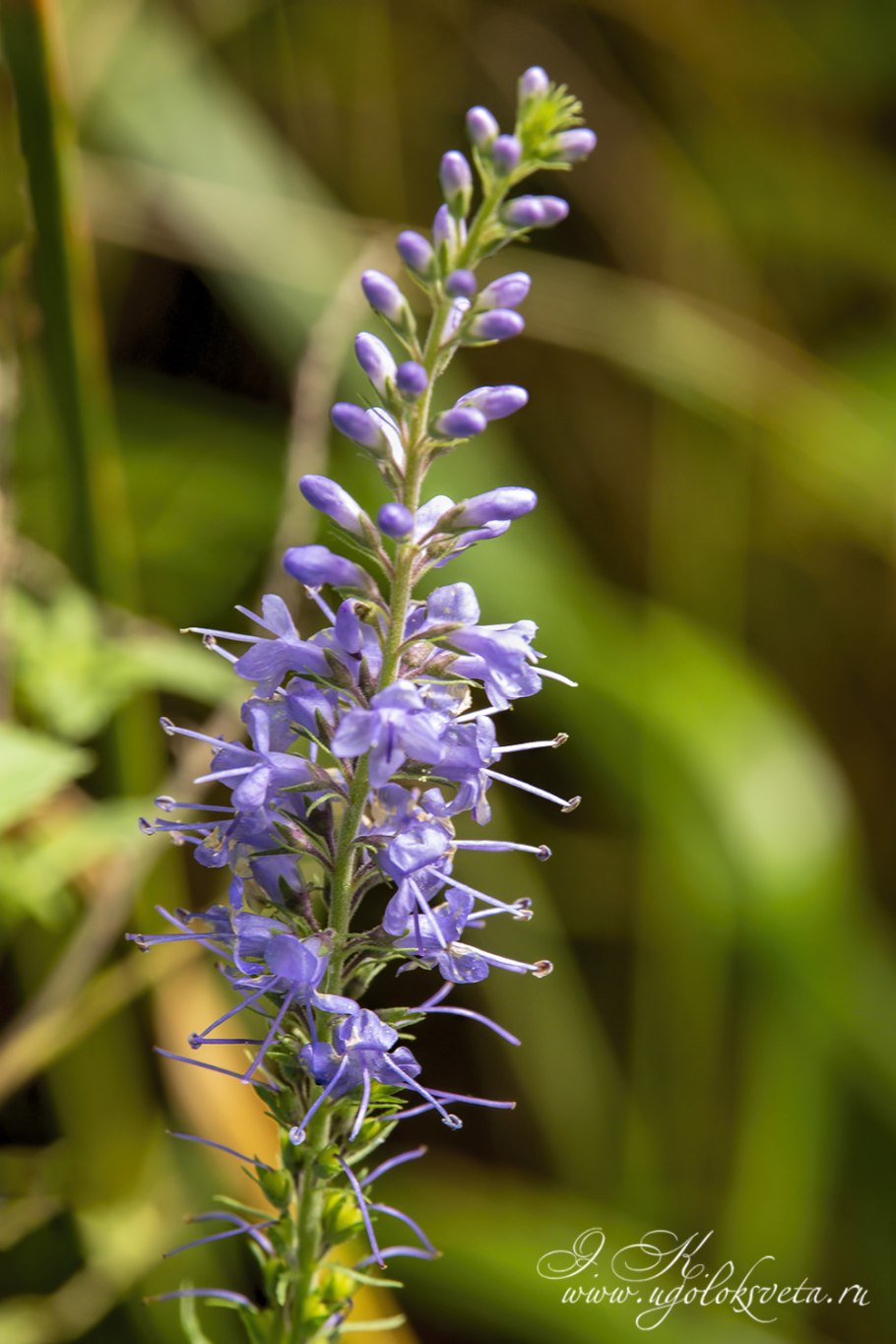 Вереск Calluna vulgaris