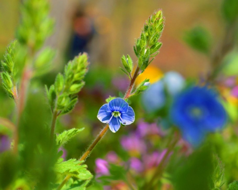 Вероника Дубравная