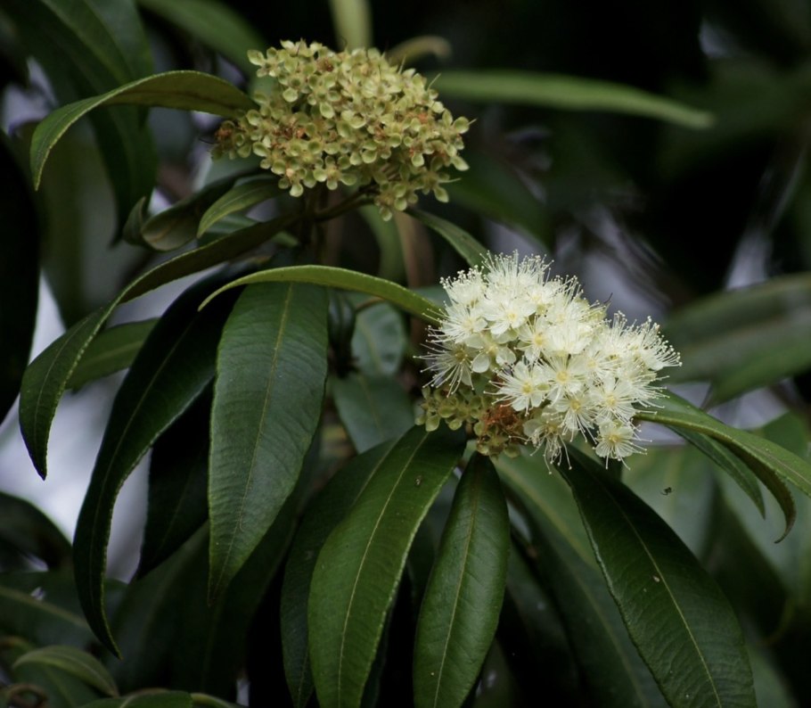 Лимонный Мирт