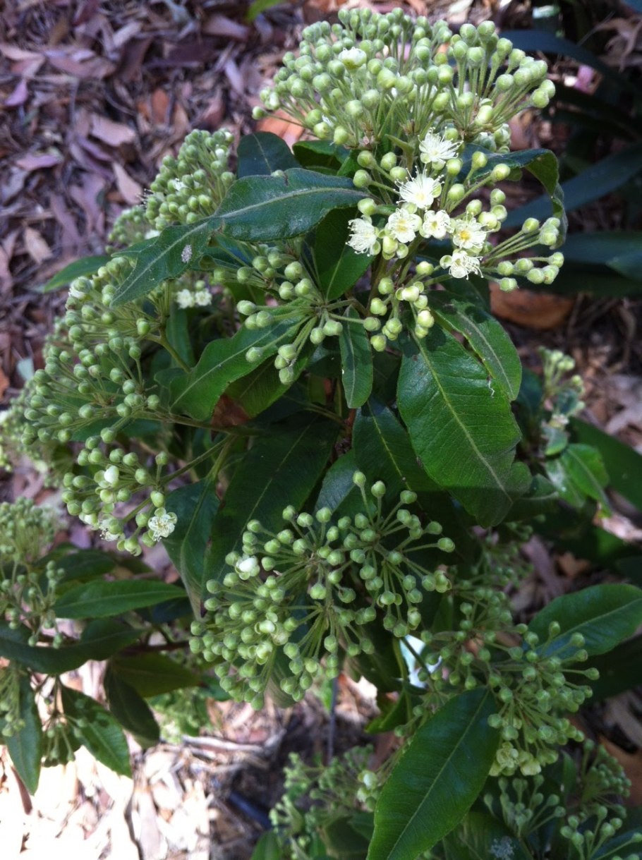 Backhousia citriodora