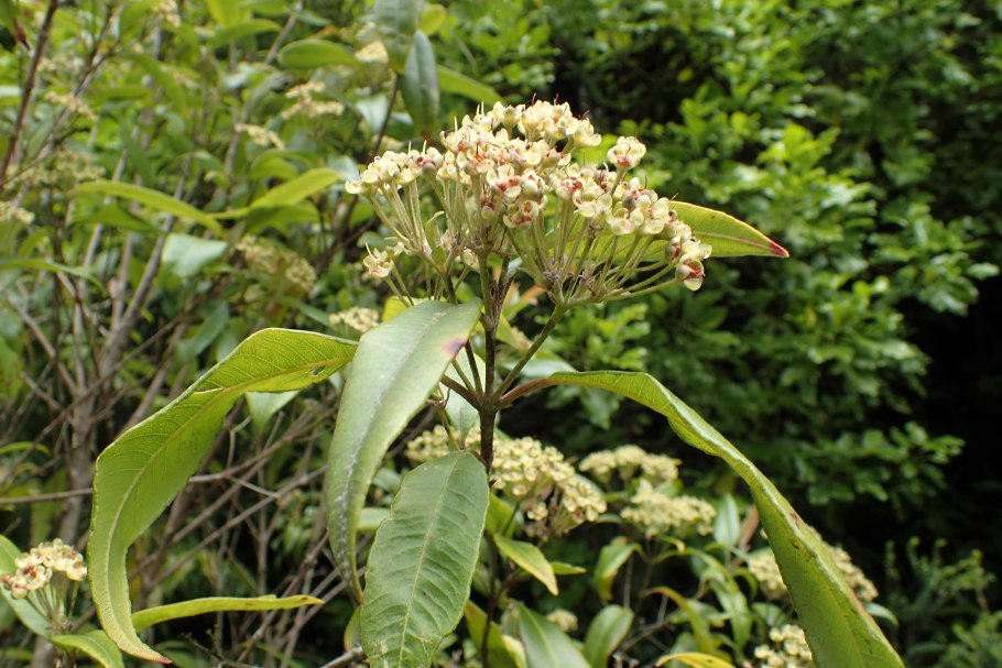 Backhousia citriodora
