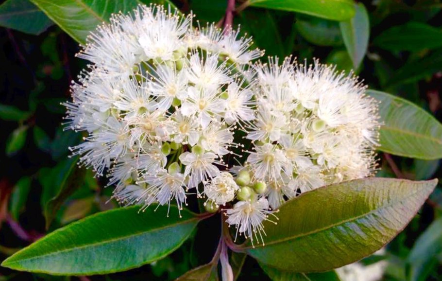 Растение Мирт лимонный