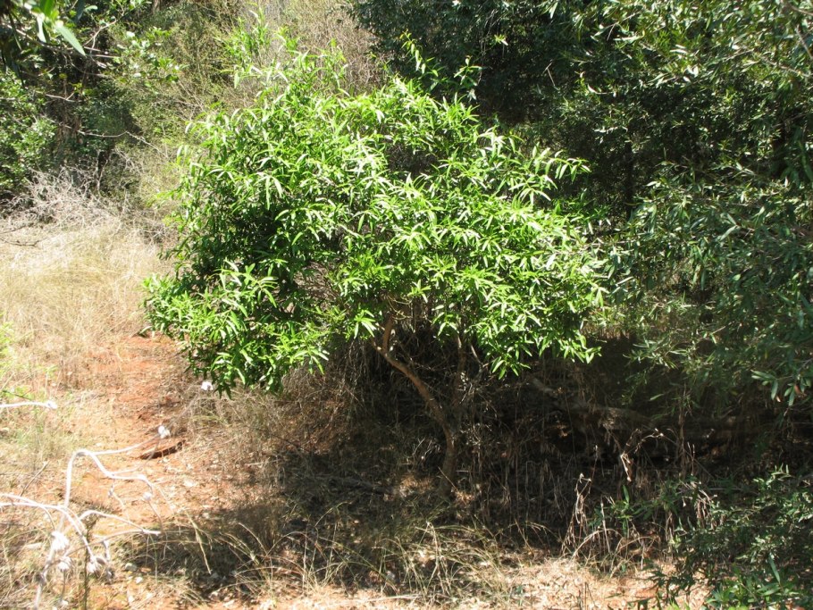Мирт дерево комнатное