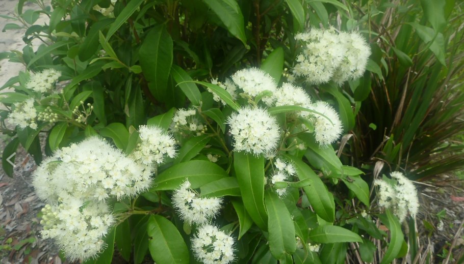 Backhousia citriodora